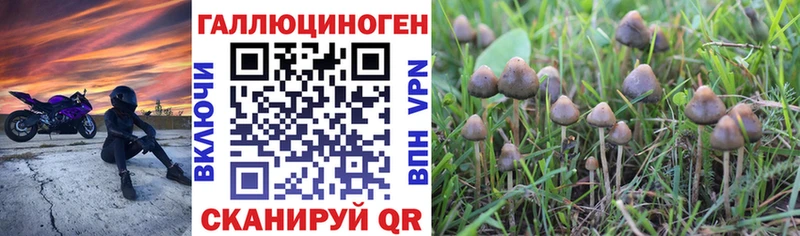 mega ссылка  Ржев  Псилоцибиновые грибы Cubensis 